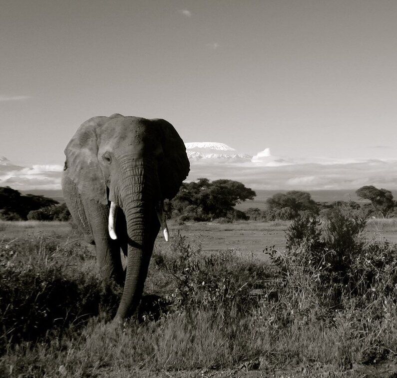 Kenia, Kenya, Amboseli, Masai Mara, Kilimandjaro, Kilimanscharo, Kilimanjaro, Elefant, Elephant